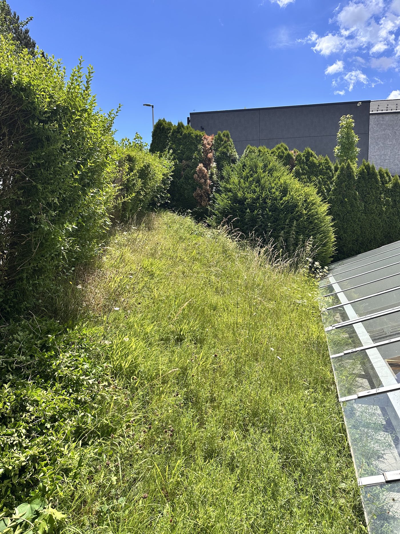 Grundstück vor der Pflege durch Rund ums Haus Neves